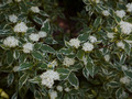 Cornus alba Elegantissima IMG_0726 Dereń biały